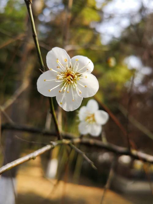 白色腊梅花的功效（白色腊梅花的寓意）-图2