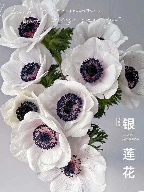 白色银莲花（白色银莲花的花语）-图2