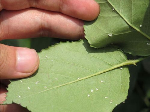 花草生白色的虫子（花草生白色的飞虫）-图3