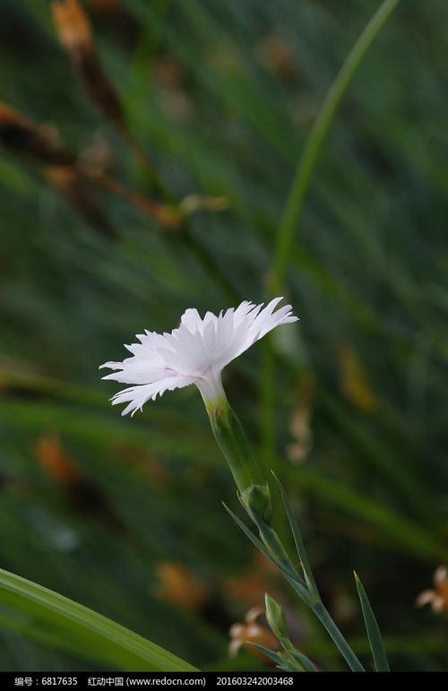 白色石竹花图片大全（白色石竹花图片大全欣赏）-图3