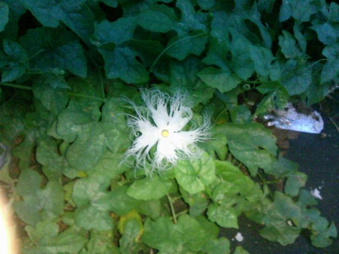 白色丝状花冬天开（白色花朵丝状是什么花）-图2