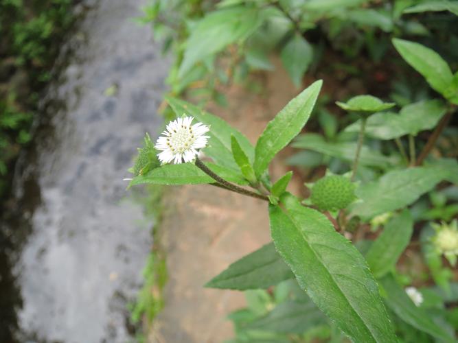 河边开白色植物（河边开白色植物叫什么）-图2