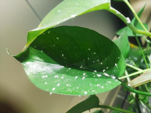 植物上长白色的东西（植物上长白点点是什么虫子）-图1