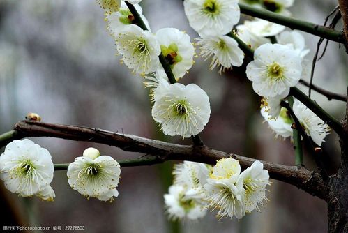 白色刺梅花图片大全（白色梅花的图片）-图3