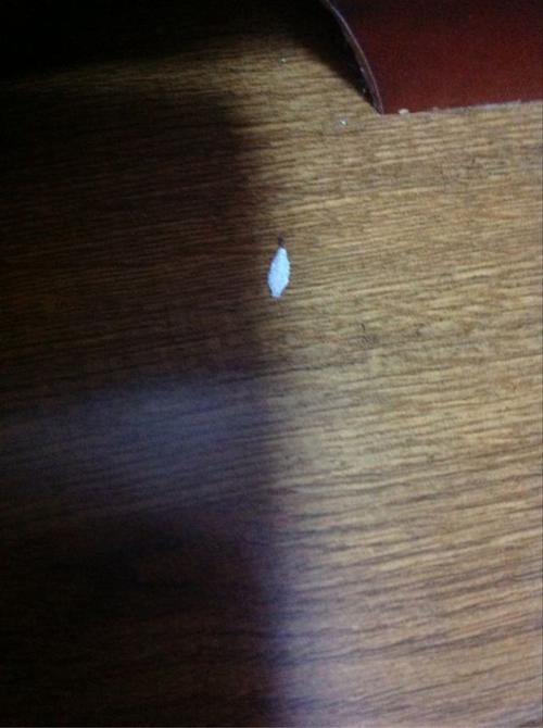 床板上生白色虫子（床板上生白色虫子是什么）-图2
