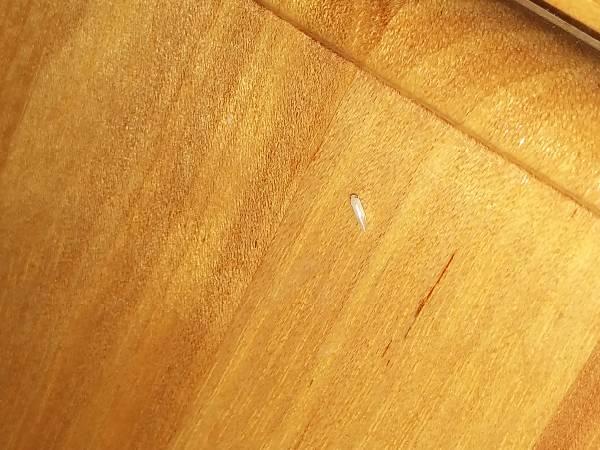 床板上生白色虫子（床板上生白色虫子是什么）-图1