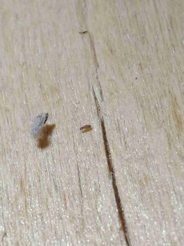 床板上生白色虫子（床板上生白色虫子是什么）-图3