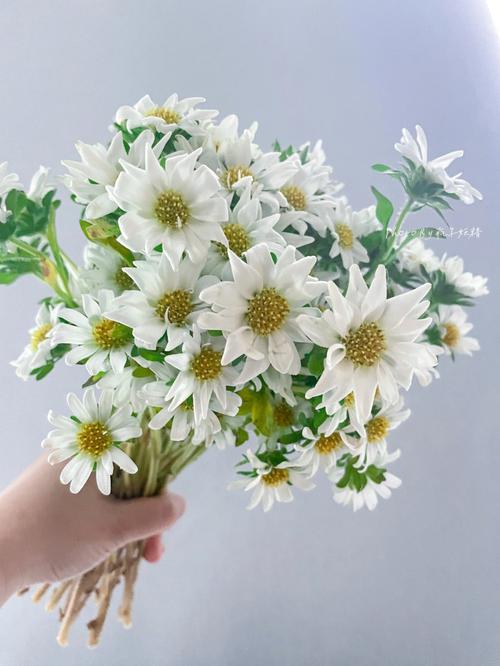 白色菊花的品种（白色的菊花叫什么名字?）-图1