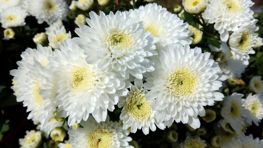 白色菊花的品种（白色的菊花叫什么名字?）-图2