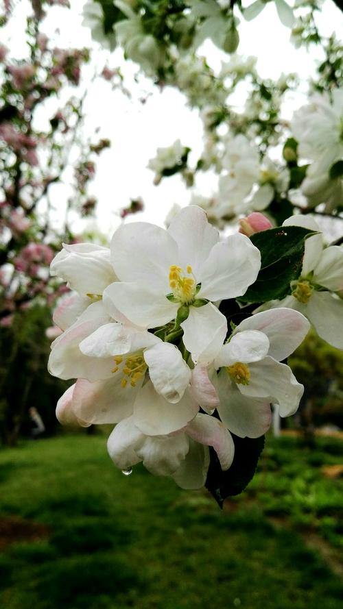 白色木本海棠花（木本海棠花哪种颜色最好看）-图2