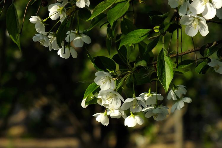 白色木本海棠花（木本海棠花哪种颜色最好看）-图3