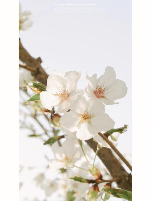 春天有什么白色花（春天有什么白色的花）-图2
