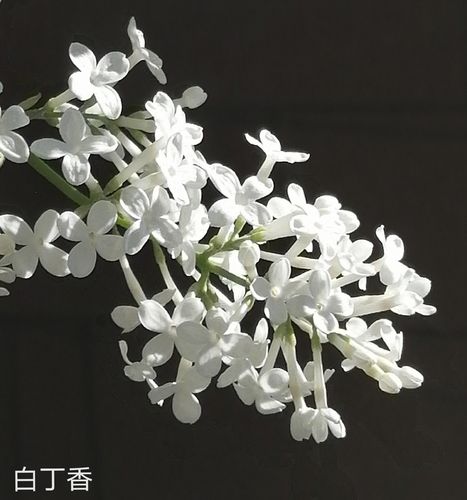 春天白色的花是什么花（春天白色花有哪些）-图2