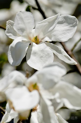 春天白色的花是什么花（春天白色花有哪些）-图1