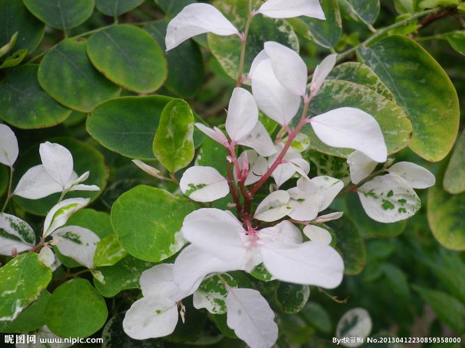 白色叶的植物（白色的叶子叫什么）-图2