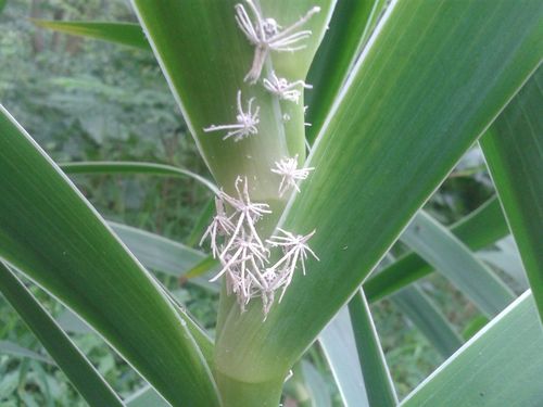 夏季花长了白色虫子（夏季花长了白色虫子图片）-图1