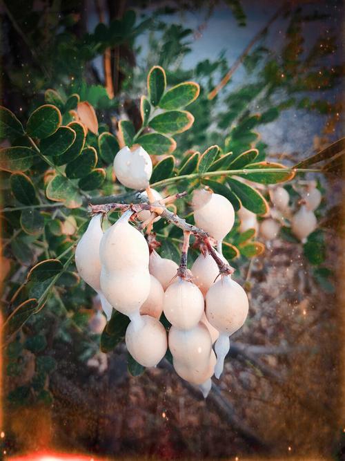 白色花朵带刺（白色的花带刺的果实）-图2