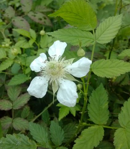 白色花朵带刺（白色的花带刺的果实）-图3