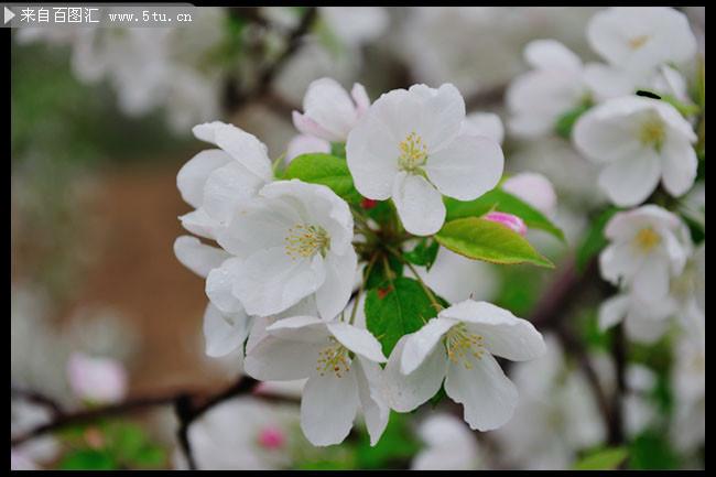 白色海棠花资料（白色海棠花的花语）-图1