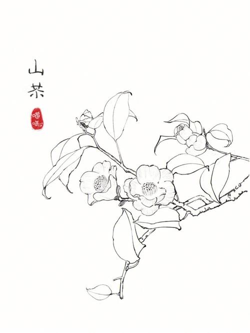 白色的山茶花图片（白色山茶花图片插画线稿图）-图2