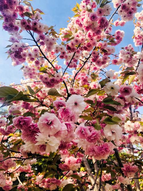 樱花粉色白色（樱花粉色白色区别）-图1