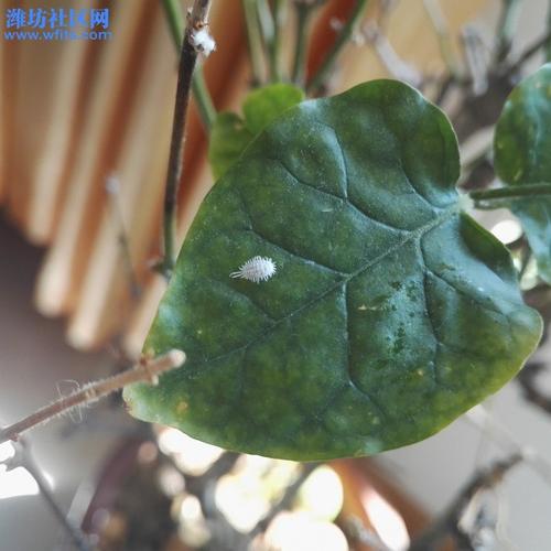 植物长白色小虫（植物长白色虫子）-图1