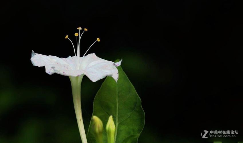 白色夜来香花图片（白色夜景图片）-图2