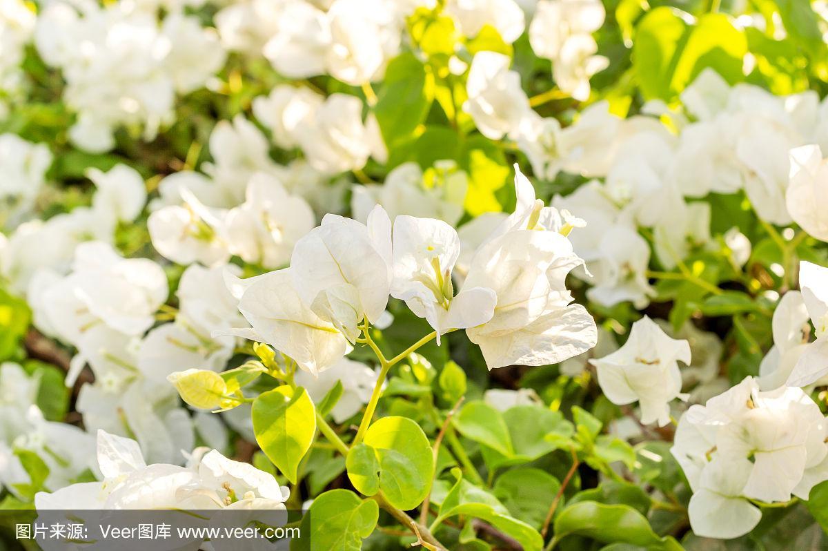 夏天开的白色的花（夏天开的白色的花树）-图2