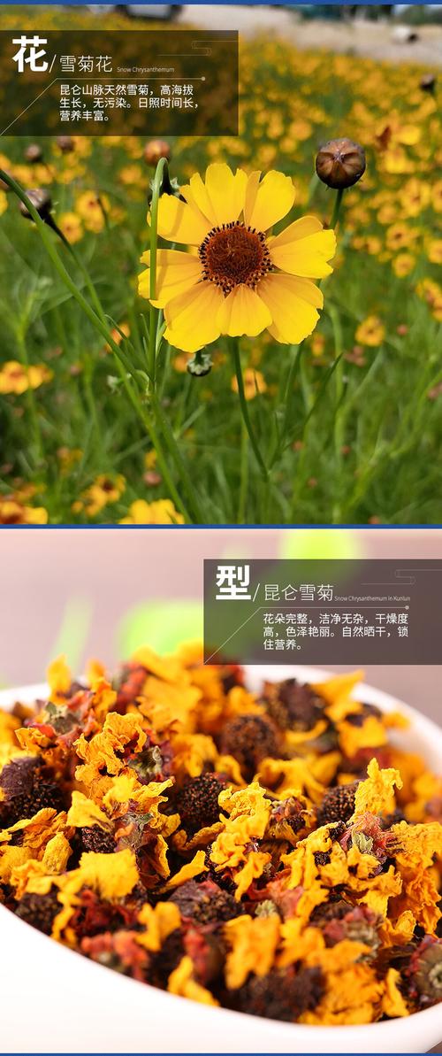 新疆雪菊有白色的吗（新疆雪菊的用途）-图1