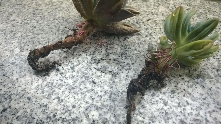 植物烂根白色（植物烂根白色虫子）-图2