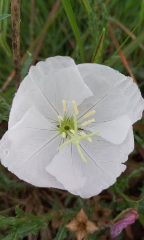 白色喜光花（喜光的植物花卉）-图1