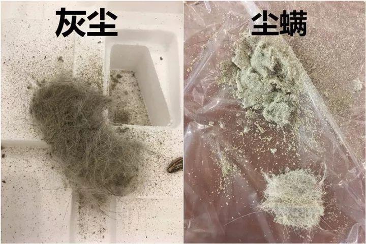 吸尘器螨虫白色（吸尘器吸螨虫后变粉末状）-图2