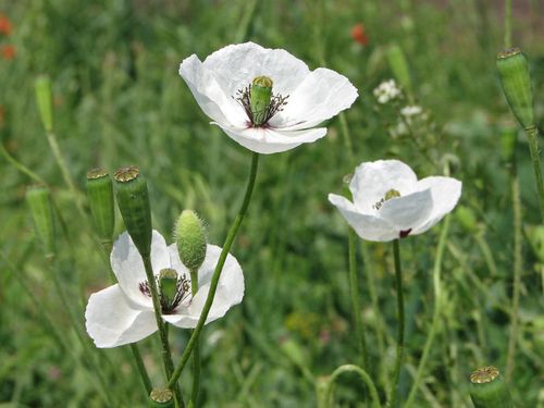 白色罂粟花叶片（白色罂粟花叶片形状）-图1