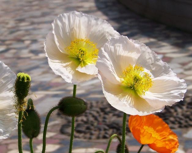 白色罂粟花叶片（白色罂粟花叶片形状）-图3