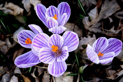 花瓣紫色红色白色（花瓣呈紫红色）-图3