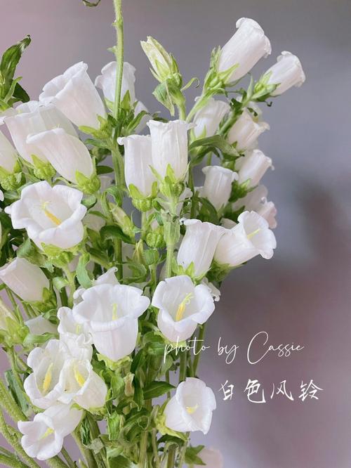 花白色风铃状（白色风铃花图片大全）-图1