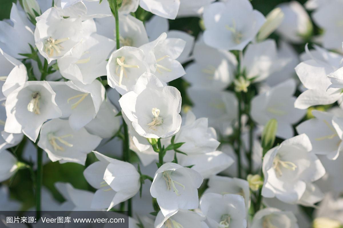 花白色风铃状（白色风铃花图片大全）-图3