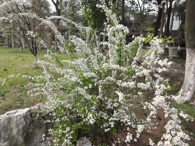 白色的小花哪些（白色的小花都有什么）-图1