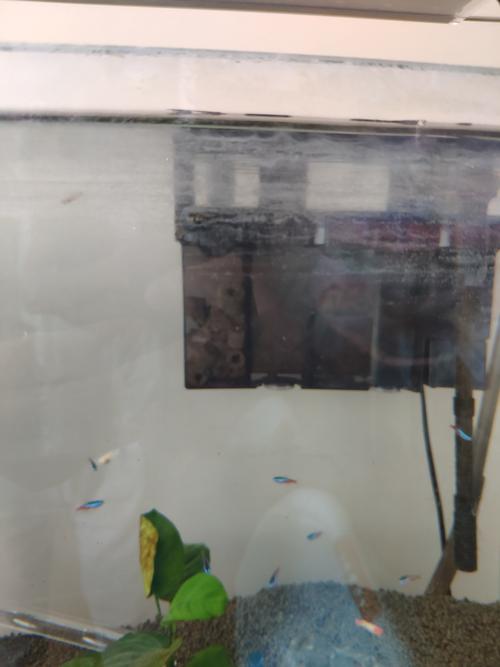 鱼缸玻璃上有白色水垢（鱼缸玻璃外面的白色水垢怎么去除）-图3