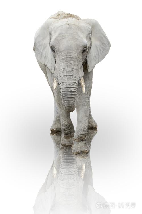 白色的大象有什么寓意（白色大象的含义）-图3