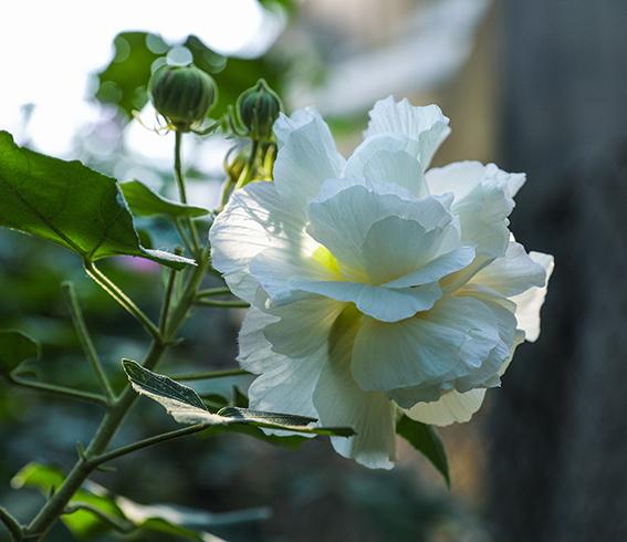 白色木芙蓉（白色木芙蓉不好的寓意）-图1