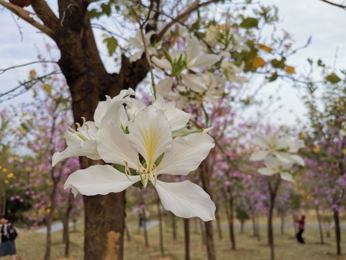 白色紫荆花代表（白色紫荆花代表什么）-图2