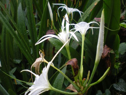 长白色花的植物（白色的长长的花是什么花?）-图1