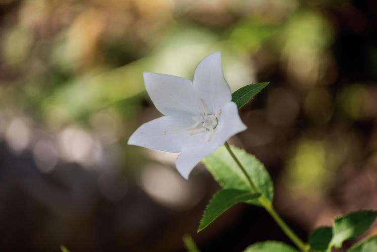 长白色花的植物（白色的长长的花是什么花?）-图3