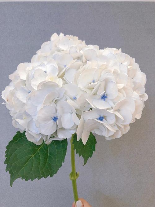白色绣球花语（白色绣球花的花语）-图1