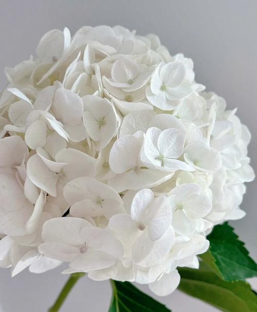 白色绣球花语（白色绣球花的花语）-图2