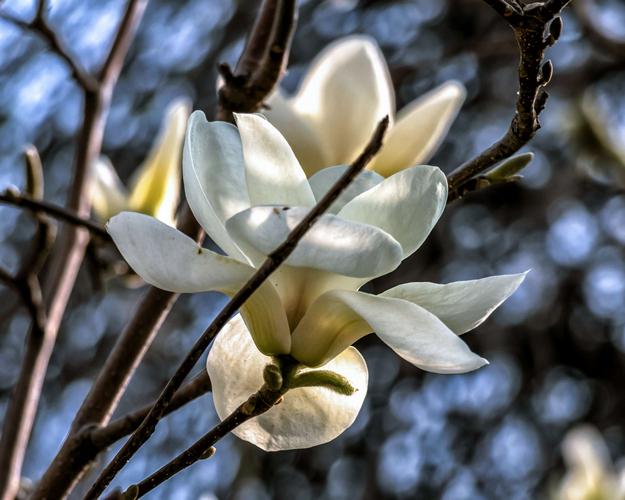 早春白色花是什么（早春白色的花是什么）-图3