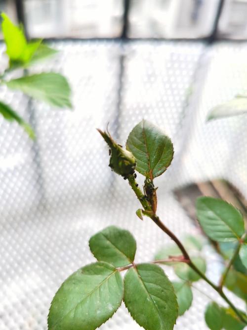 月季花长虫白色（月季花长虫白色怎么办）-图3