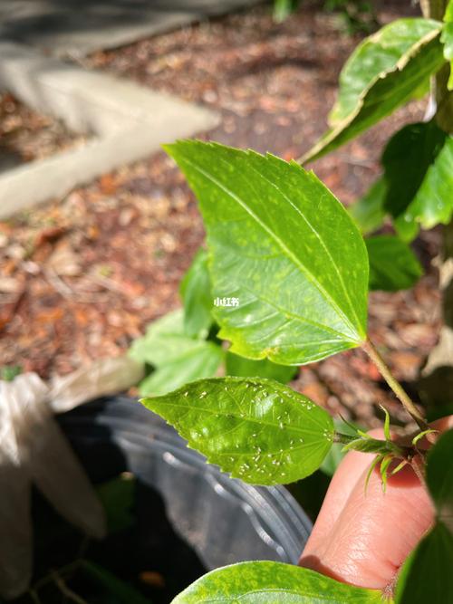 扶桑白色飞虫（扶桑有白色虫子怎样防治）-图2