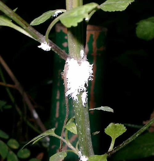 花上白色虫子图片（花上有白色的虫子是什么虫子）-图3